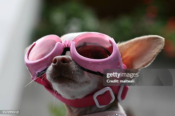 looking at heaven - chihuahua dog stock pictures, royalty-free photos & images