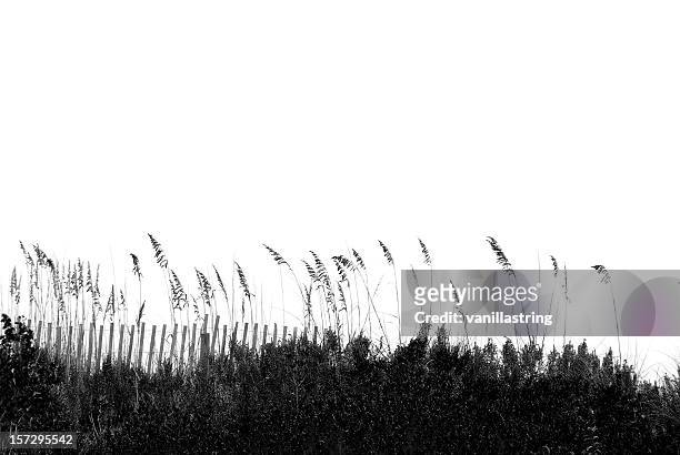 oatline - reed grass family 個照片及圖片檔