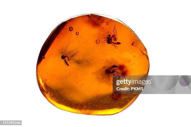 Presevred Insects 497 Insects Preserved Stock Photos, High-Res Pictures, and Images ...