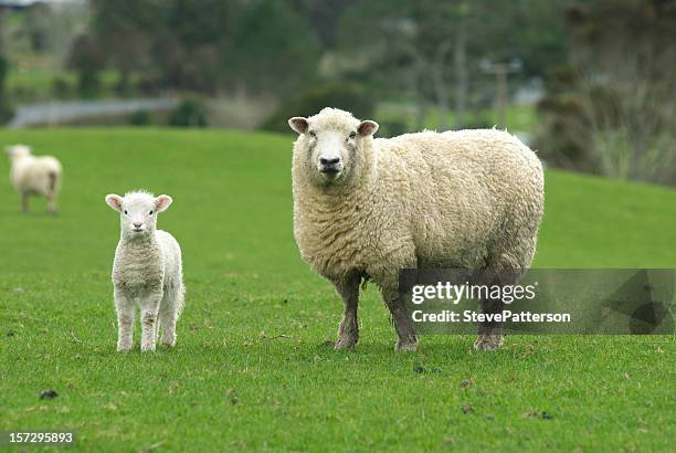 spring lamb with mother - lamb animal stock pictures, royalty-free photos & images