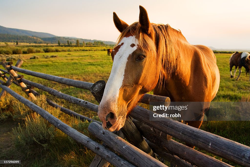 Wunderschöne Pferd bei Sonnenuntergang