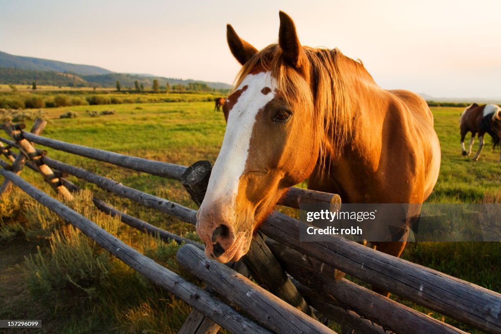 Beautiful Horse at Sunset