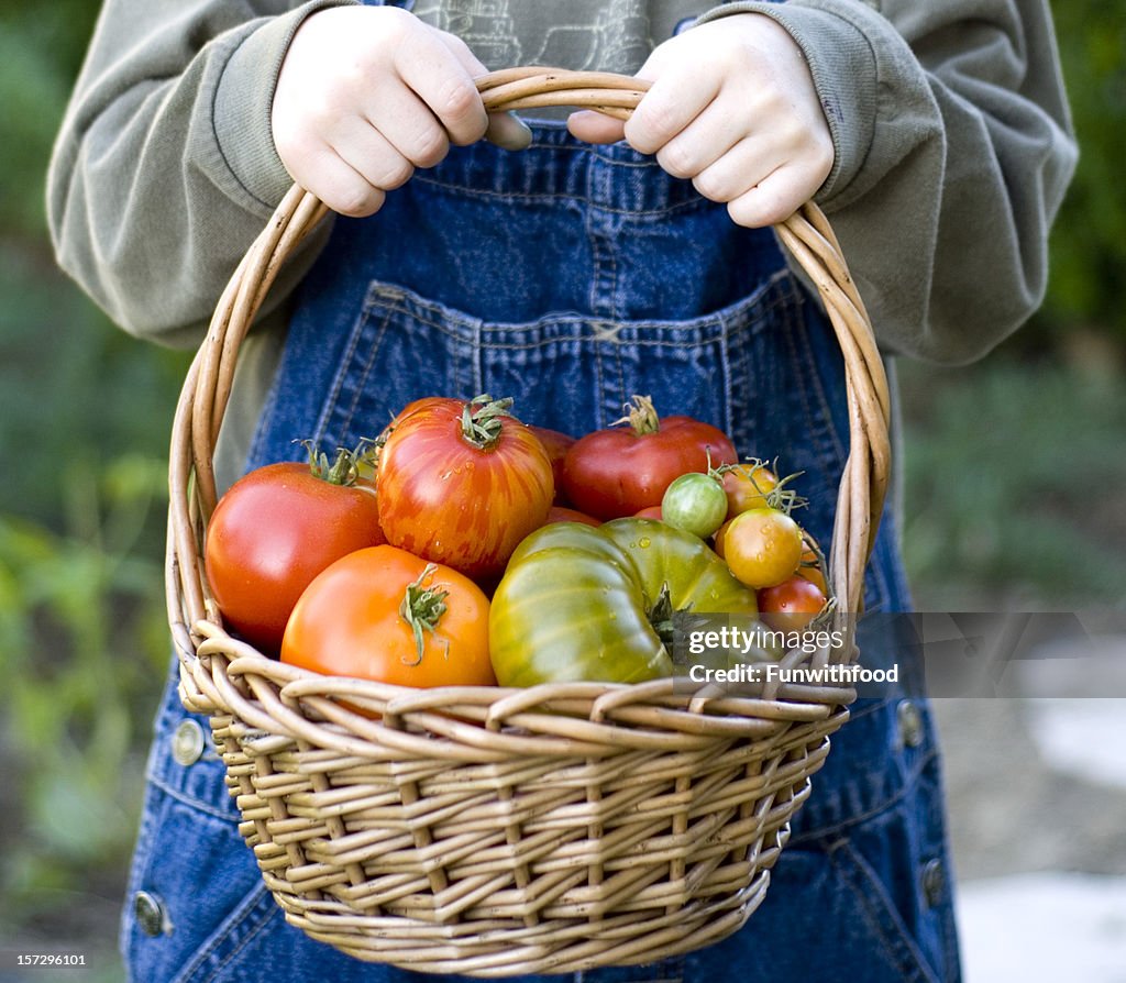 Organic Gardening, Child Gardener Holds Basket of Vegetables & Fruit Tomatoes