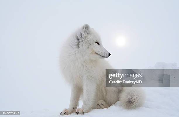 polar fox in overcast day. - arctic fox stock pictures, royalty-free photos & images