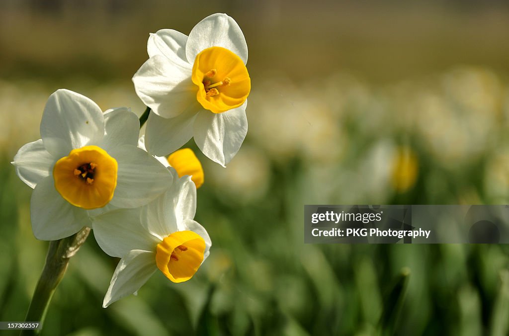 Spring has Arrived IV (Wild Daffodils)