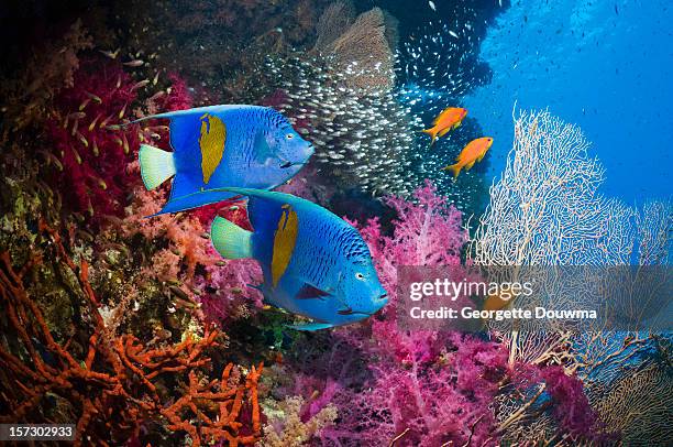 coral reef scenery - pomacanthidae foto e immagini stock