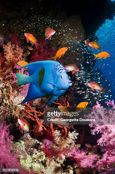 coral reef scenery - kaiserfisch stock-fotos und bilder