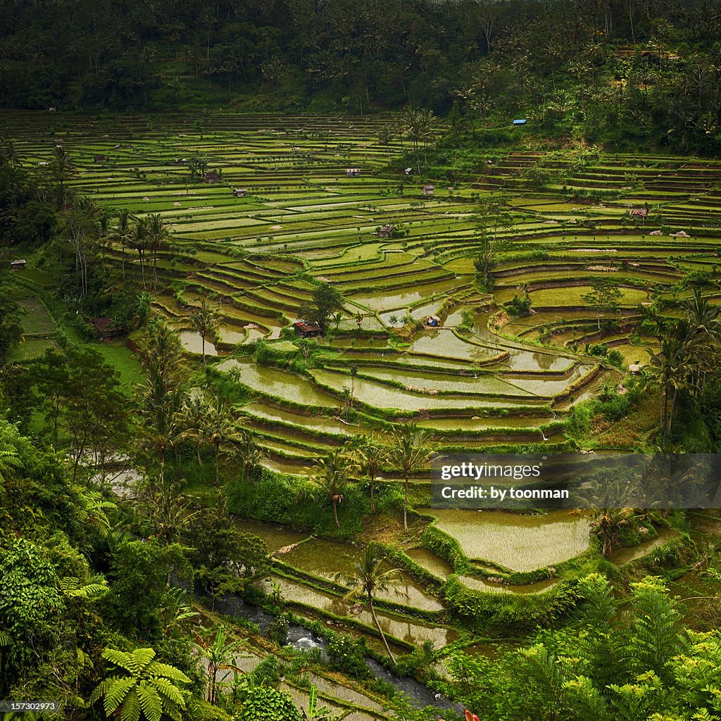 Bali - Rice Terraces