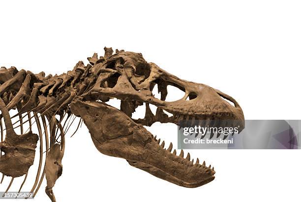 恐竜 3 - 動物の骸骨 ストックフォトと画像
