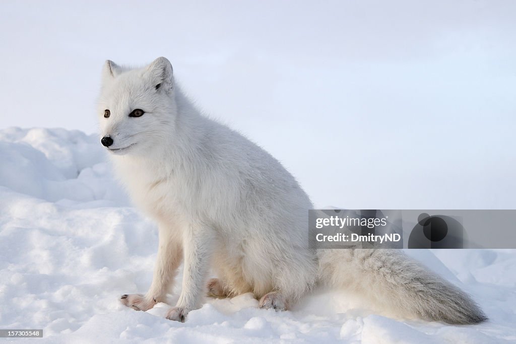 Polar fox. Winter.