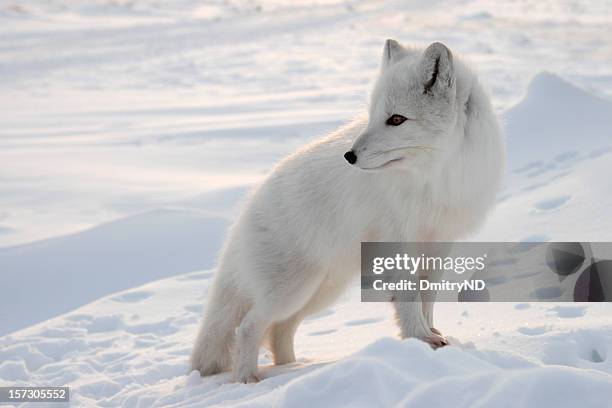 polarfuchs. - black fox stock-fotos und bilder