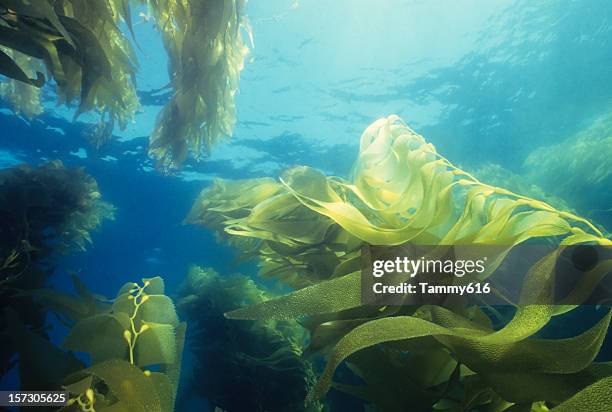 giant green seetang forest - algae stock-fotos und bilder