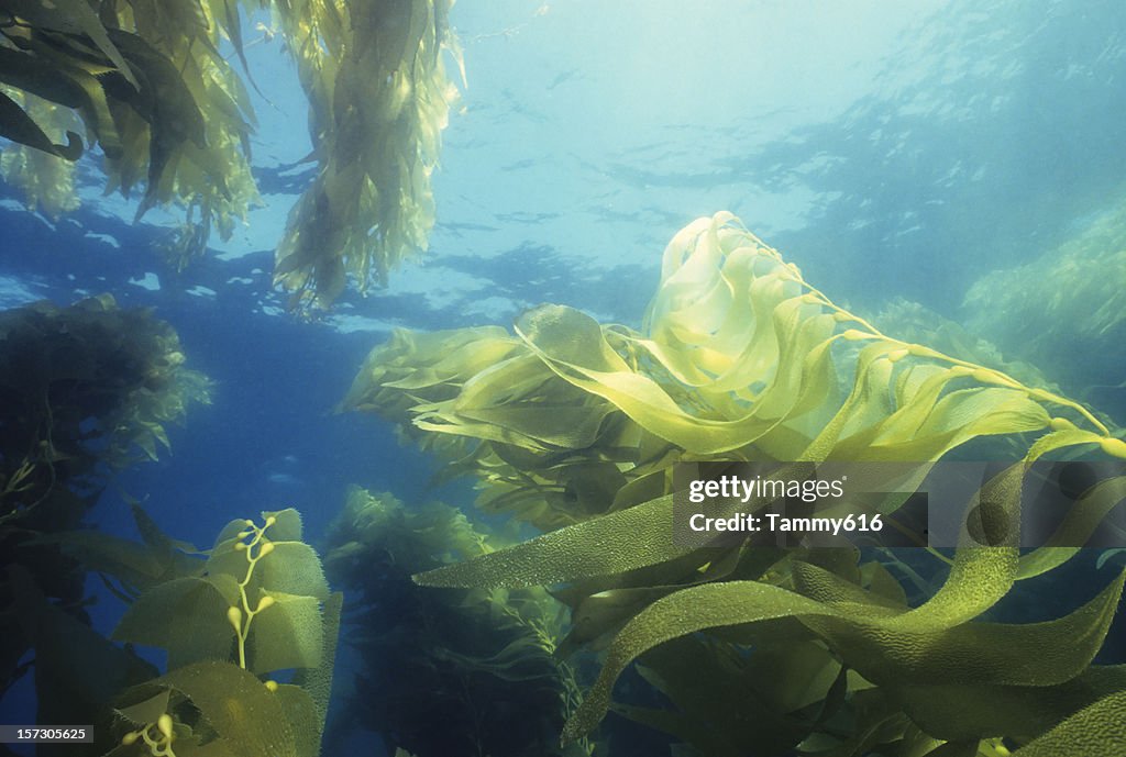 Giant Green Kelp Forest