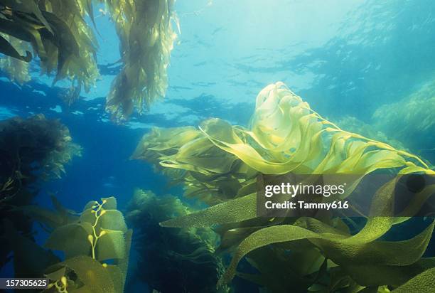 giant green kelp forest - kelp 個照片及圖片檔
