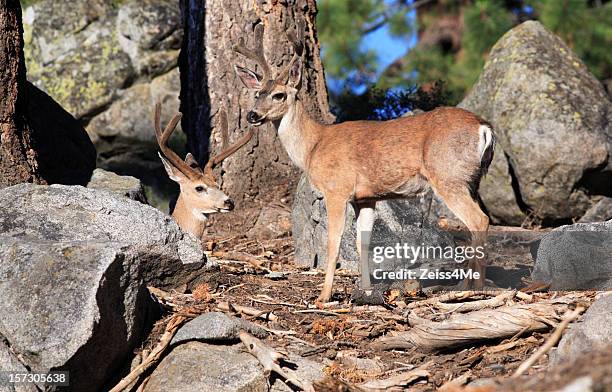 1,137 Animal And Human Mating Photos and Premium High Res Pictures - Getty Images 1,137 Animal And Human Mating Photos and Premium High Res Pictures - Getty Images