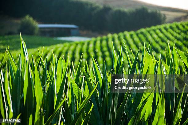 maize foreground - sweetcorn stock pictures, royalty-free photos & images