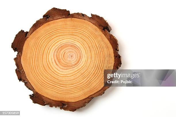 crossection de madera - trunk fotografías e imágenes de stock