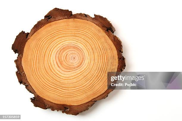 wood crossection - pine tree stock pictures, royalty-free photos & images