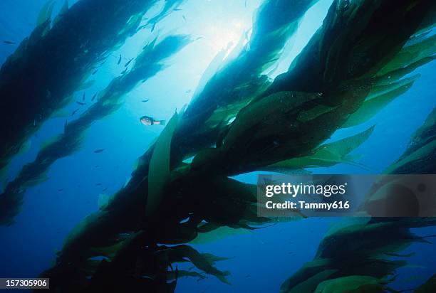 magic wald - blue tang fish stock-fotos und bilder