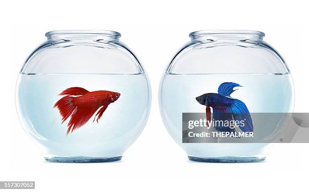 betta fisch - fish bowl stock-fotos und bilder