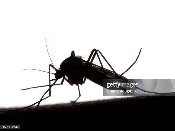 black and white silhouette of mosquito - mygga bildbanksfoton och bilder