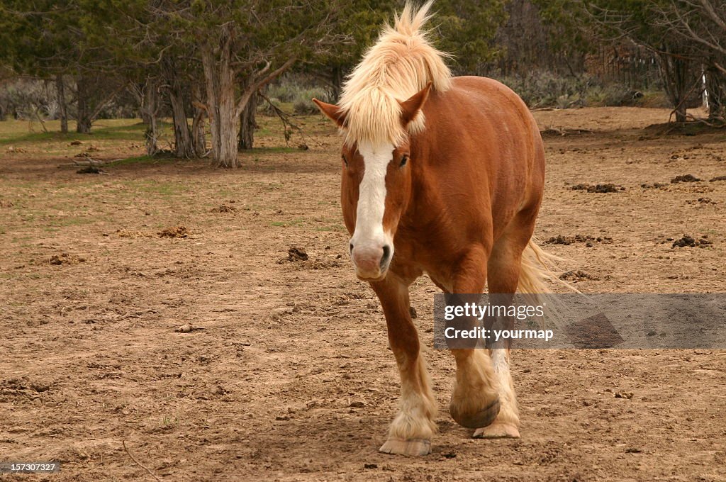 Clydesdale in Utah pasture