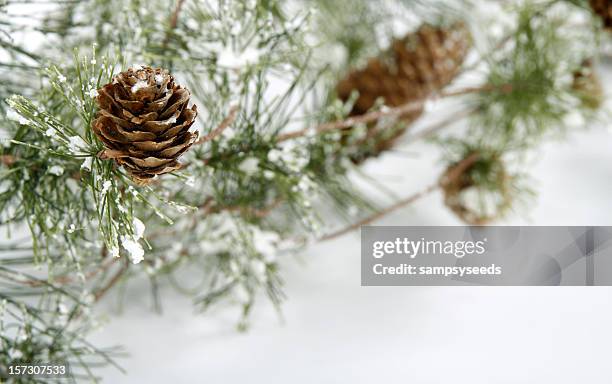 winter scene - pine cone stock pictures, royalty-free photos & images