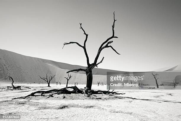 desert trees - black and white landscape stock pictures, royalty-free photos & images