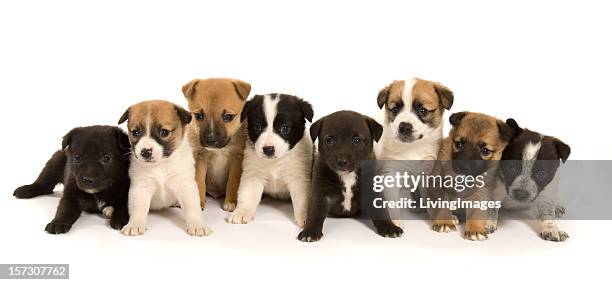 group of puppies - purebred stock pictures, royalty-free photos & images