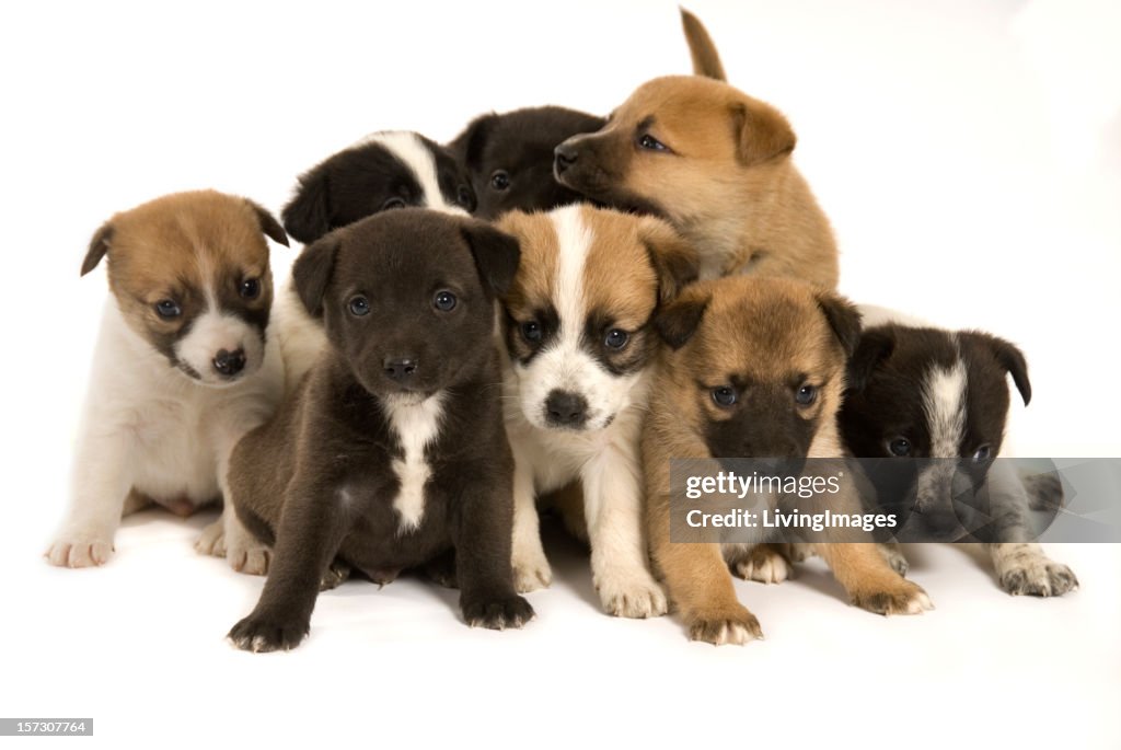Group of eight adorable puppies