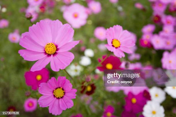 colorful flowers - cosmos flower stock pictures, royalty-free photos & images