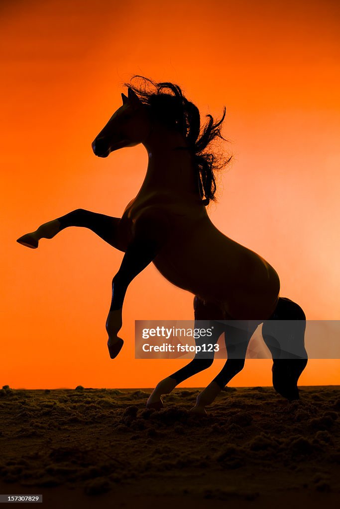 Animals: Stallion horse rearing back, hind legs. Sillouhette against sunset