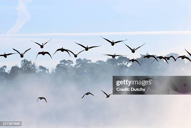 geese taking off. - gandee stock pictures, royalty-free photos & images