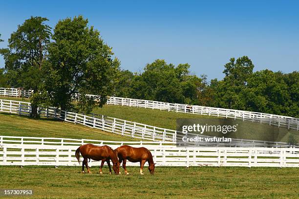 dos caballos de pastoreo - kentucky fotografías e imágenes de stock