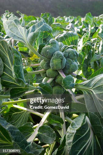 Bruselas Sprouts planta Bruselas Sprouts planta