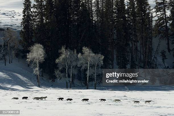 druid wolf pack of gray timber wolves on snow yellowstone - grijze wolf stockfoto's en -beelden