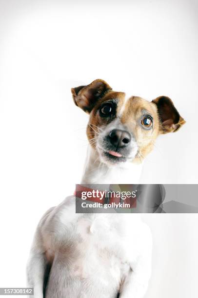 jack russell terrier dog begging with tongue sticking out - begging animal behavior stock pictures, royalty-free photos & images