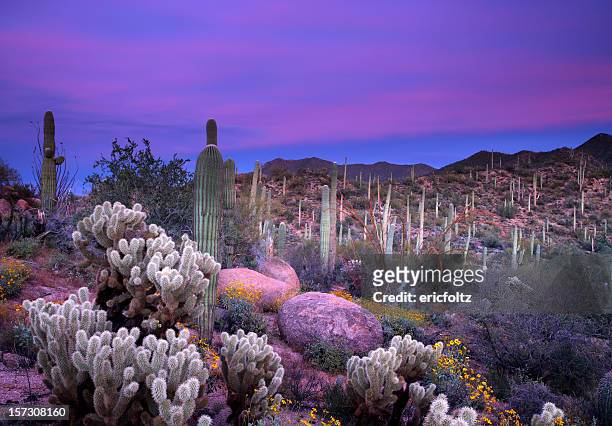 de saguaro atardecer - cactus cholla fotografías e imágenes de stock