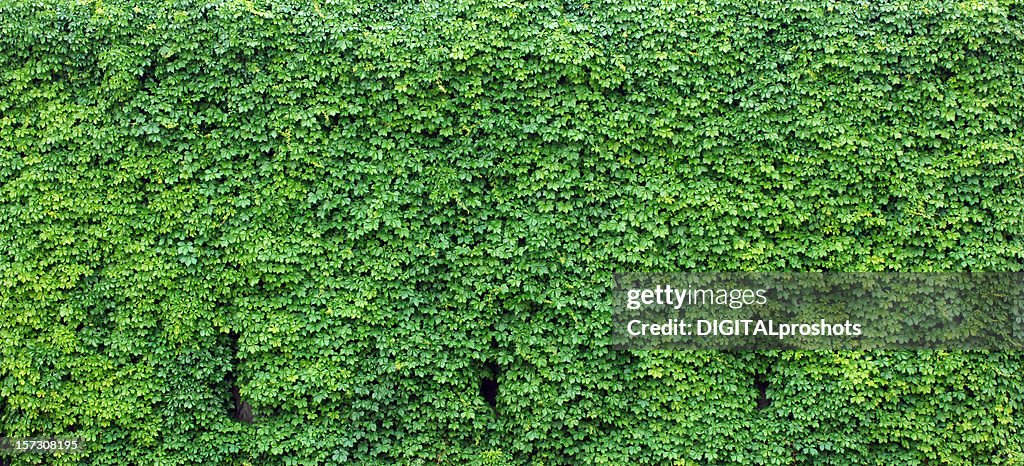 Bright green wall of ivy leaves