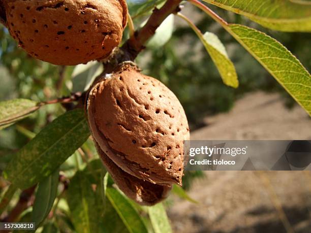almond - almond tree photos et images de collection