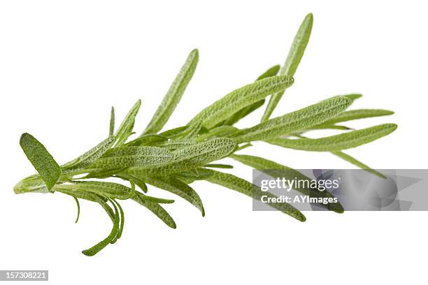 rosemary on white - rosemary stock pictures, royalty-free photos & images