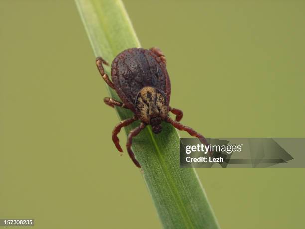 ixodid spunta - acaro foto e immagini stock