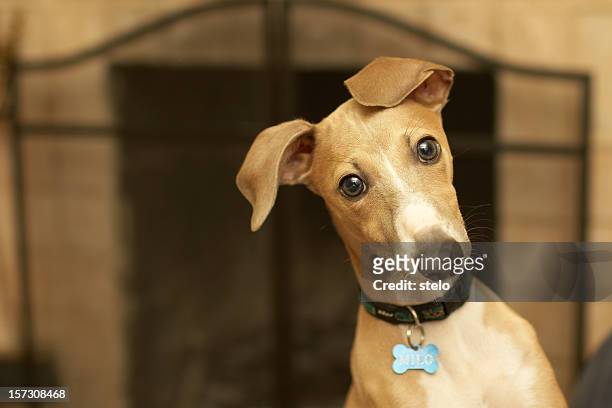 italian greyhound (milo) - alerts stock pictures, royalty-free photos & images