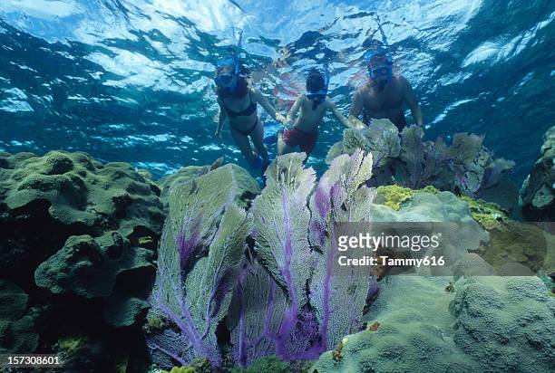 family snorkeling in the ocean along coral on vacation - snorkeling stock pictures, royalty-free photos & images