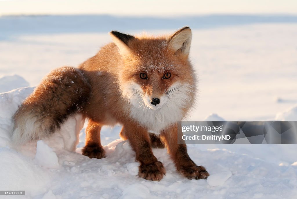 Foxy Look.