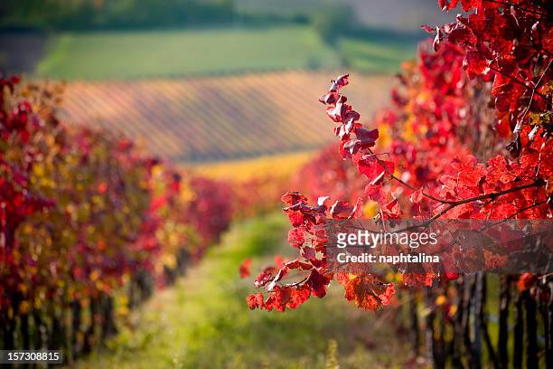 rosso branch - vineyard leafs foto e immagini stock