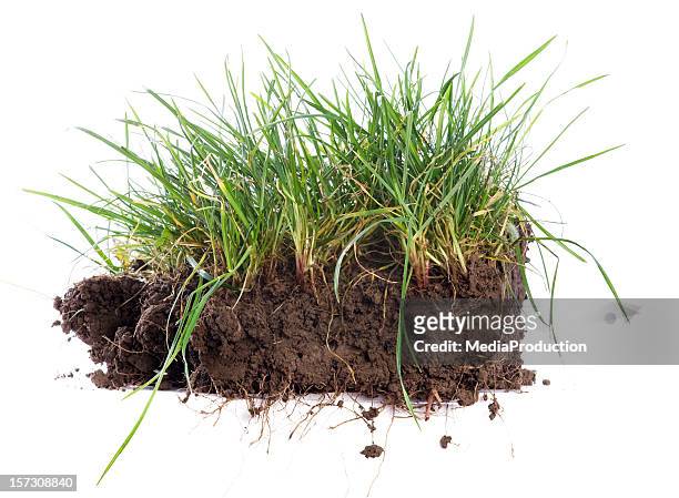 turf - grass isolated stock-fotos und bilder
