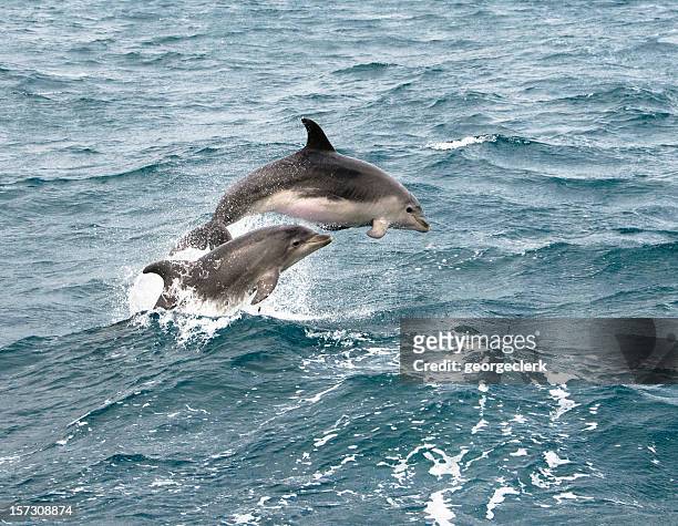dolphin jump - bay of islands stock pictures, royalty-free photos & images