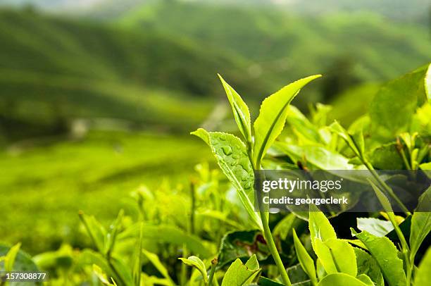 growing tea leaves - tea crop stock pictures, royalty-free photos & images