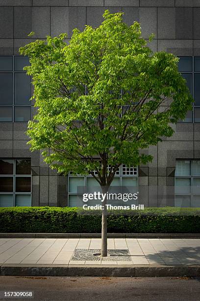Stable Tree Photos and Premium High Res Pictures - Getty Images